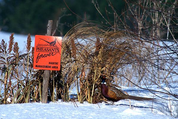 2023 MN Pheasant Opener - Oct. 14th 9:00 a.m.